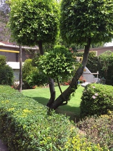 Grupo Kings Suites - Bosque de Duraznos 72 Cidade do México Exterior foto
